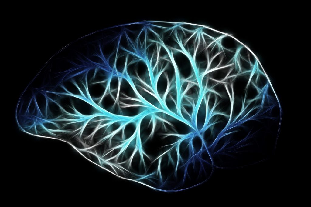 The Brian showing connective nerves